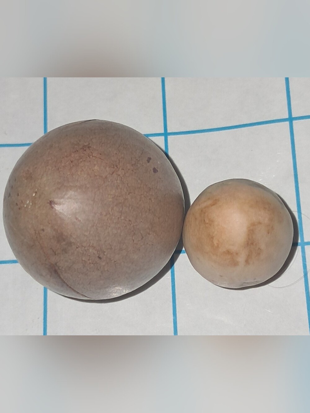 FREE with PURCHASE AVACADO SEEDS
